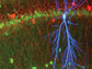 image showing a stained pyramidal cell