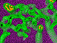an algal structure called the pyrenoid