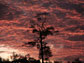 an isolated Amazon rainforest tree