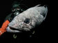 Antarctic Toothfish