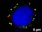 the integrity of the RBC-membrane