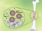 illsutration of a bone with microparticles