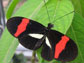 the red postman butterfly