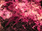 red seaweed