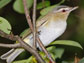 red eyed vireo