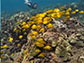 Emily Kelly studying reef fish in Hawaii