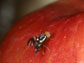 a fly on an apple