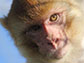a juvenile rhesus macaque