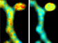 fluorescence lifetime images of RhoA and CaMKII