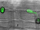 rice blast fungus M. oryzae