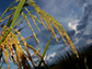 rice stalks