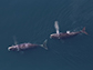 North Atlantic right whales