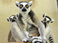 ringtail lemurs