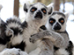 Ring-tailed lemurs