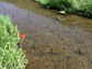 close-up look of the riverbed in Sugar Creek, IN