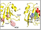 two views of one of Glo's RNA-binding domains