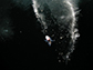 a young rock cod swims in Antarctica