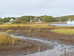 a salt marsh