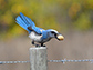 Florida Scrub-Jay