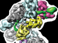 Cascade protein complex