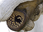 sea lamprey mouth