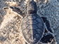 modern sea turtle hatchling