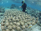 scientist checks for effects of seaweed