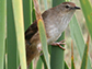 an African sedge warbler