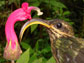 Buff-tailed Sicklebill