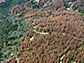 Sierra Sequoia National Forest