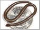 snake on a U. S. quarter