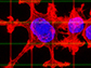 cancer cells switching to dendritic