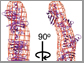 mutants of the superoxide dismutase protein