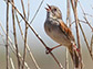 swamp sparrow