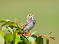 a song sparrow singing