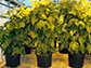 soybeans grown in WSU greenhouse