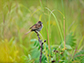a sparrow perches on a branch in Curtis Prairie