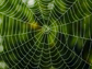 spider web