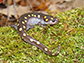 spotted salamander