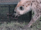 a spotted hyena