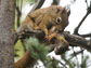 squirrel mom and baby