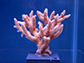 staghorn coral