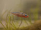 stickleback fish