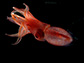 Histioteuthis heteropsis or strawberry squid