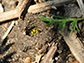 sweat bees nest in the ground