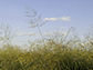 switchgrass