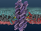 synthetic DNA enzyme inserts into a cell membrane