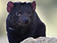 Tasmanian devil