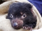 Tasmanian devil