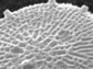 the diatom Thalassiosira pseudonana